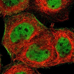 TSSC1 Antibody, Novus Biologicals:Antibodies:Primary Antibodies